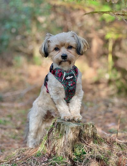 Hike & Go Lite™ Harness - Holly & Ivy