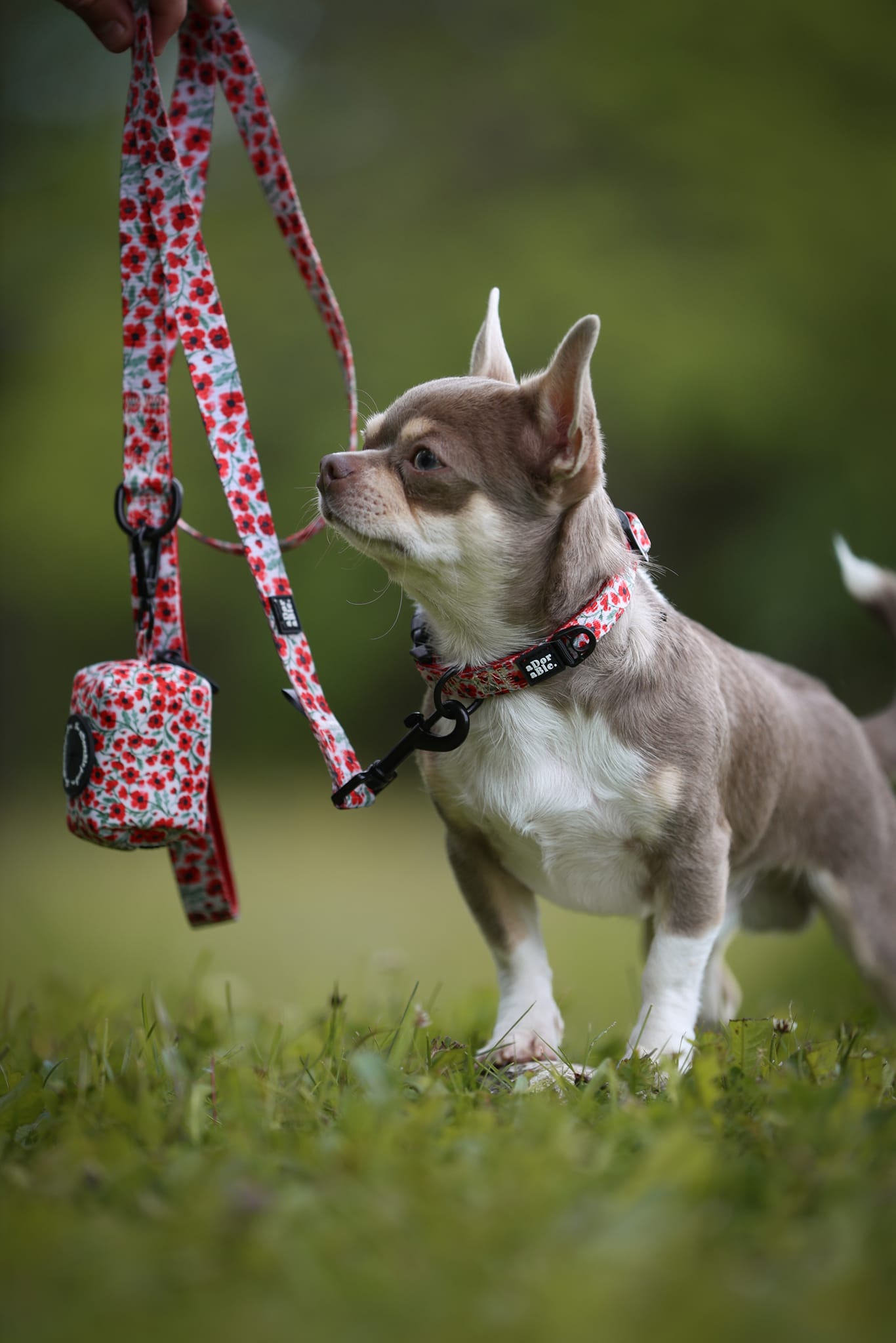Collar - Painted Poppies