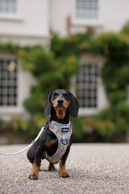 Hike & Go Lite™ Harness - Wildflower Meadow