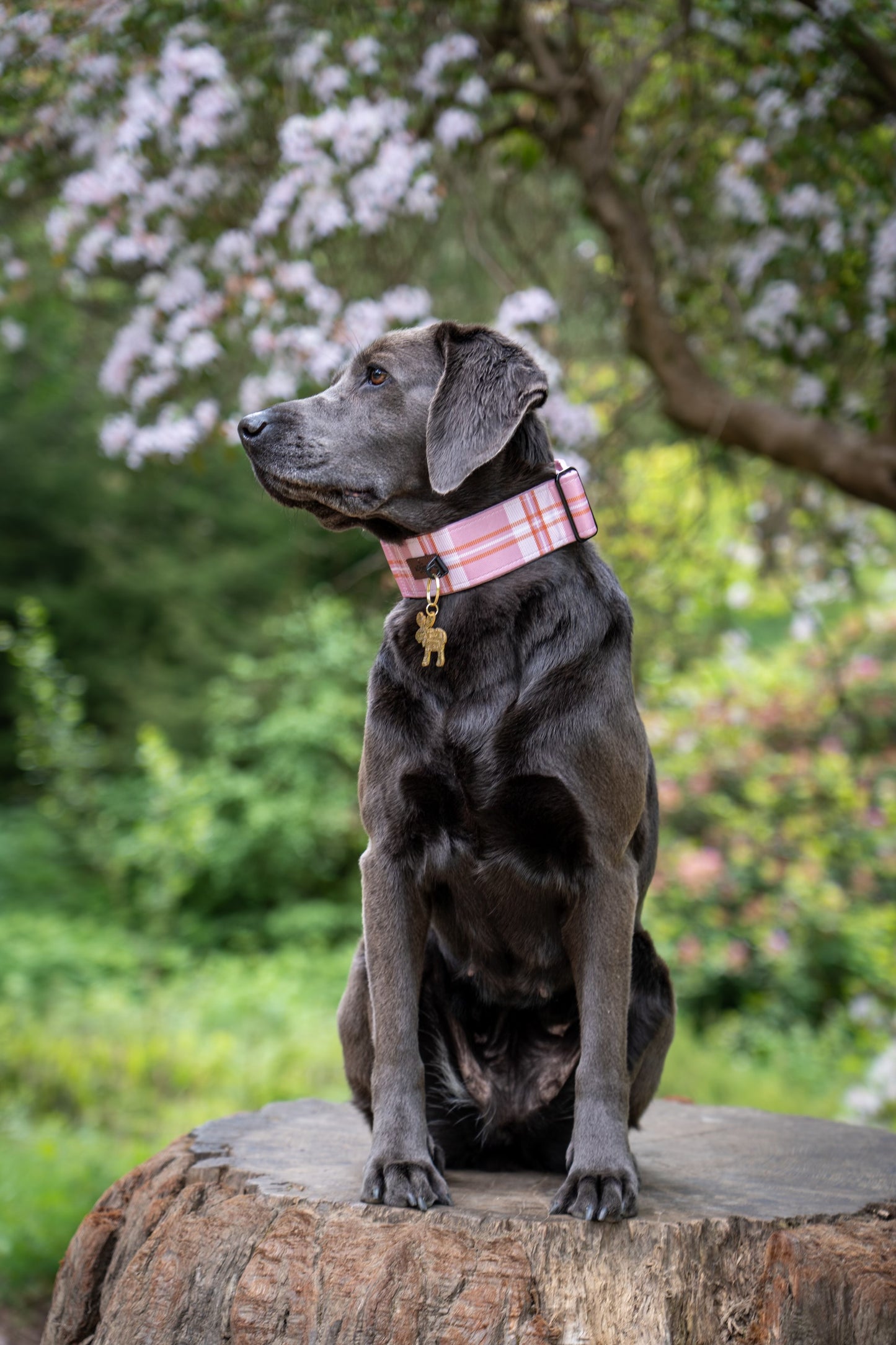 Heritage Martingale Collar - Strawberry Cottage