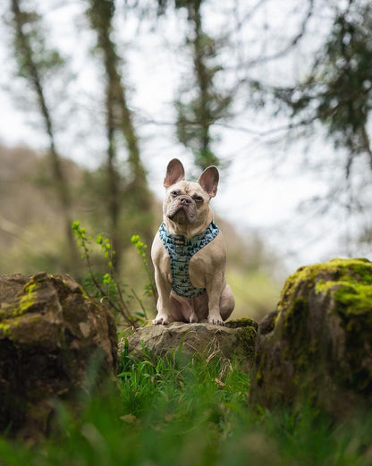 Adjustable Harness - Highland Mountains - XS