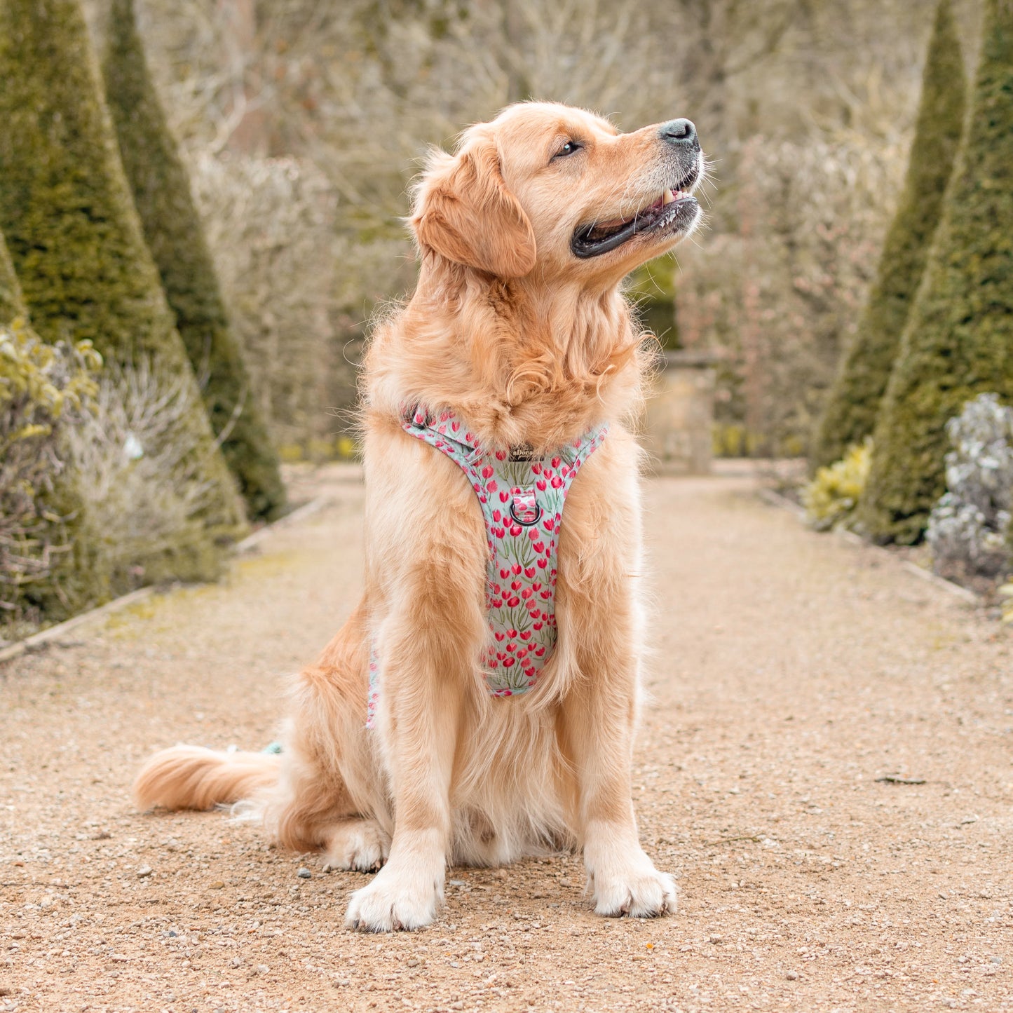 Hike & Go Lite™ Harness - Timeless Tulips