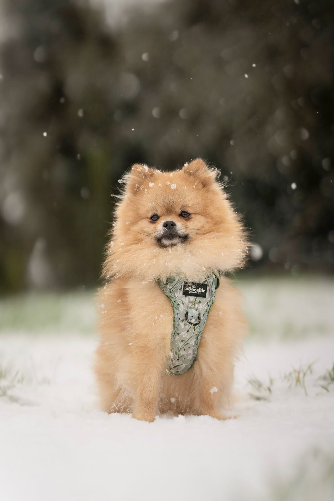 Hike & Go Lite™ Harness - Silent Snowdrops