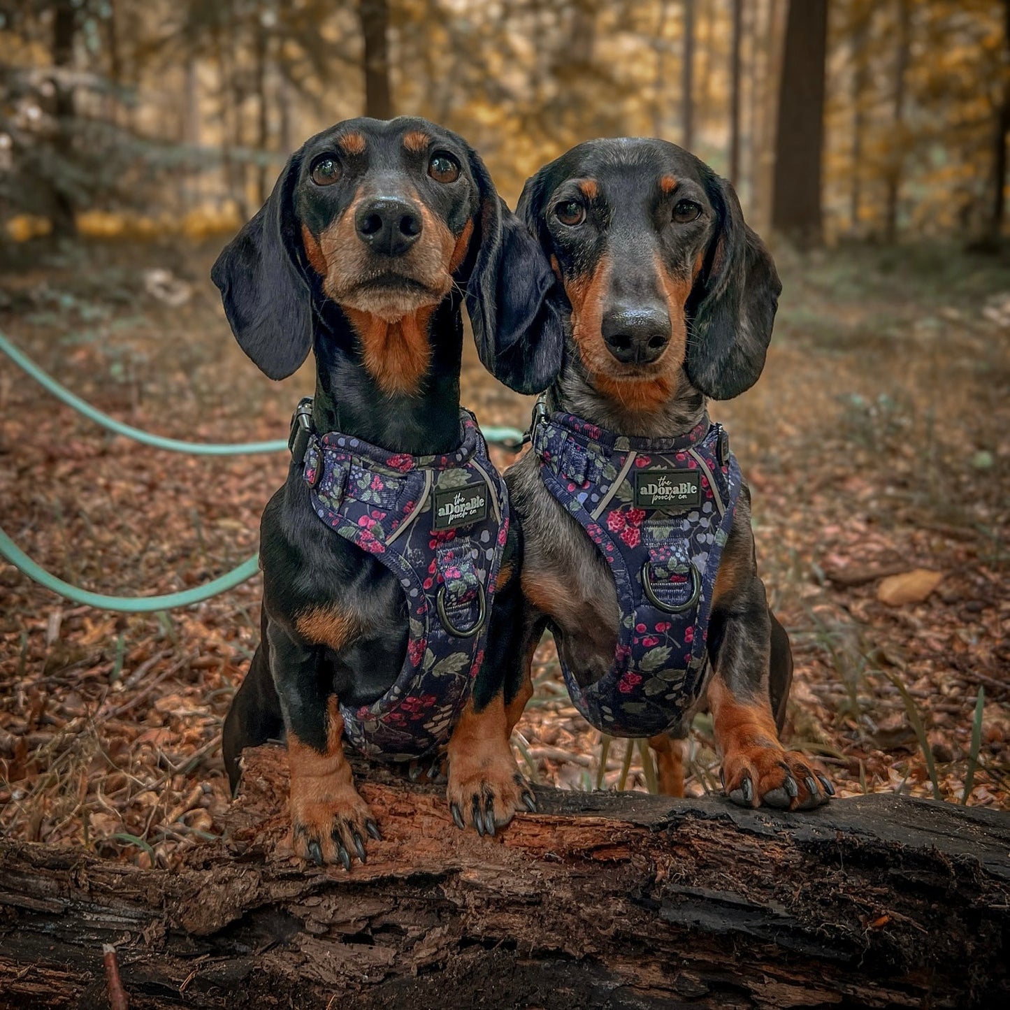 Hike & Go Lite™ Harness - Bramble Berry