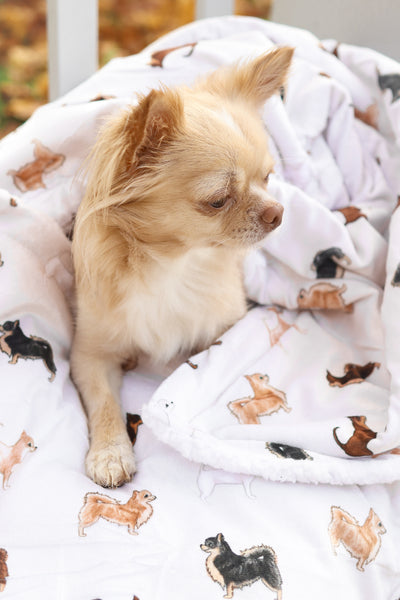 Supersize Soft Blanket - Watercolour Chihuahuas