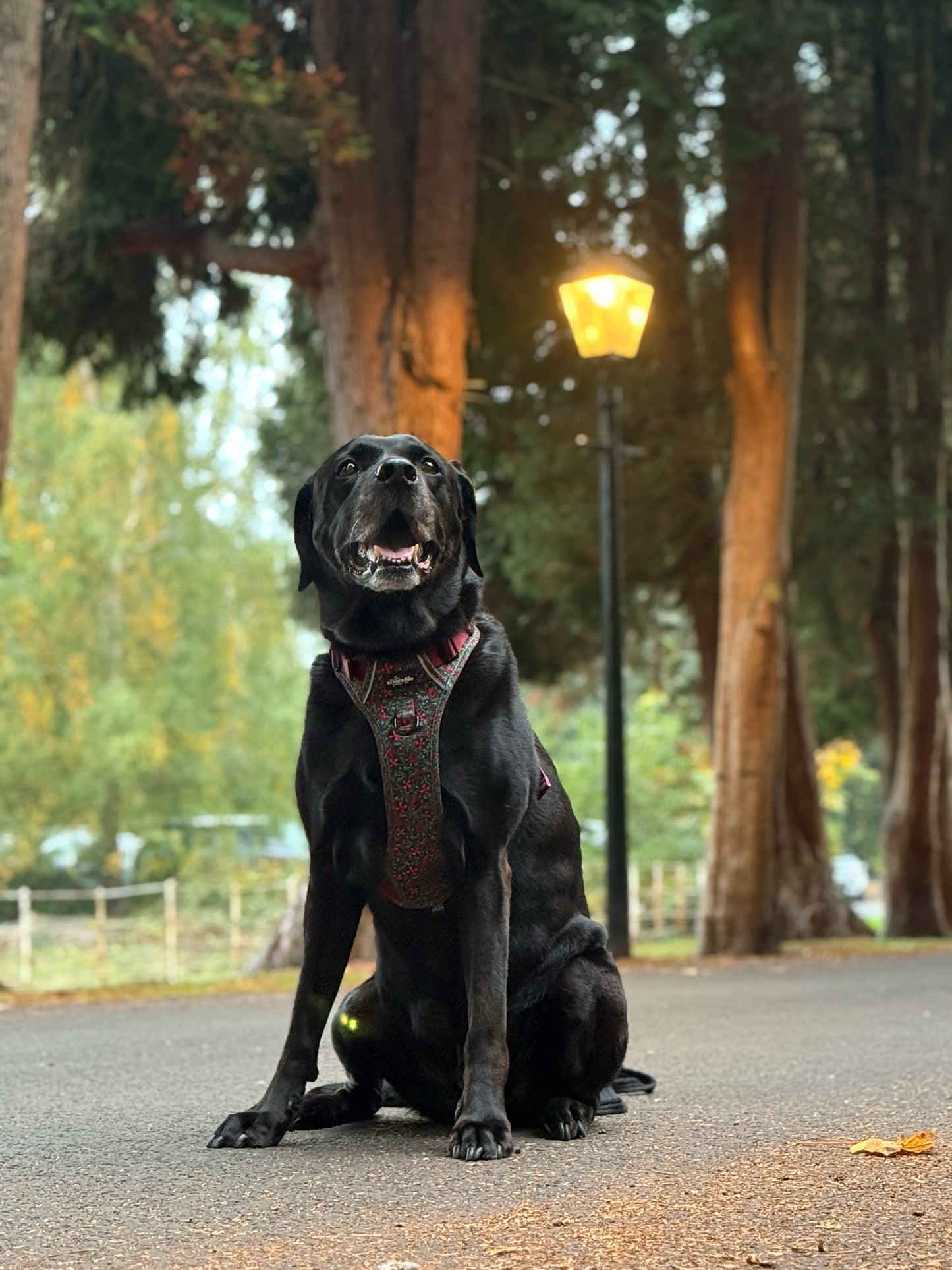 Hike & Go Lite™ Harness - Holly & Ivy