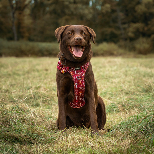 Hike & Go Lite™ Harness - Mulberry Mushrooms