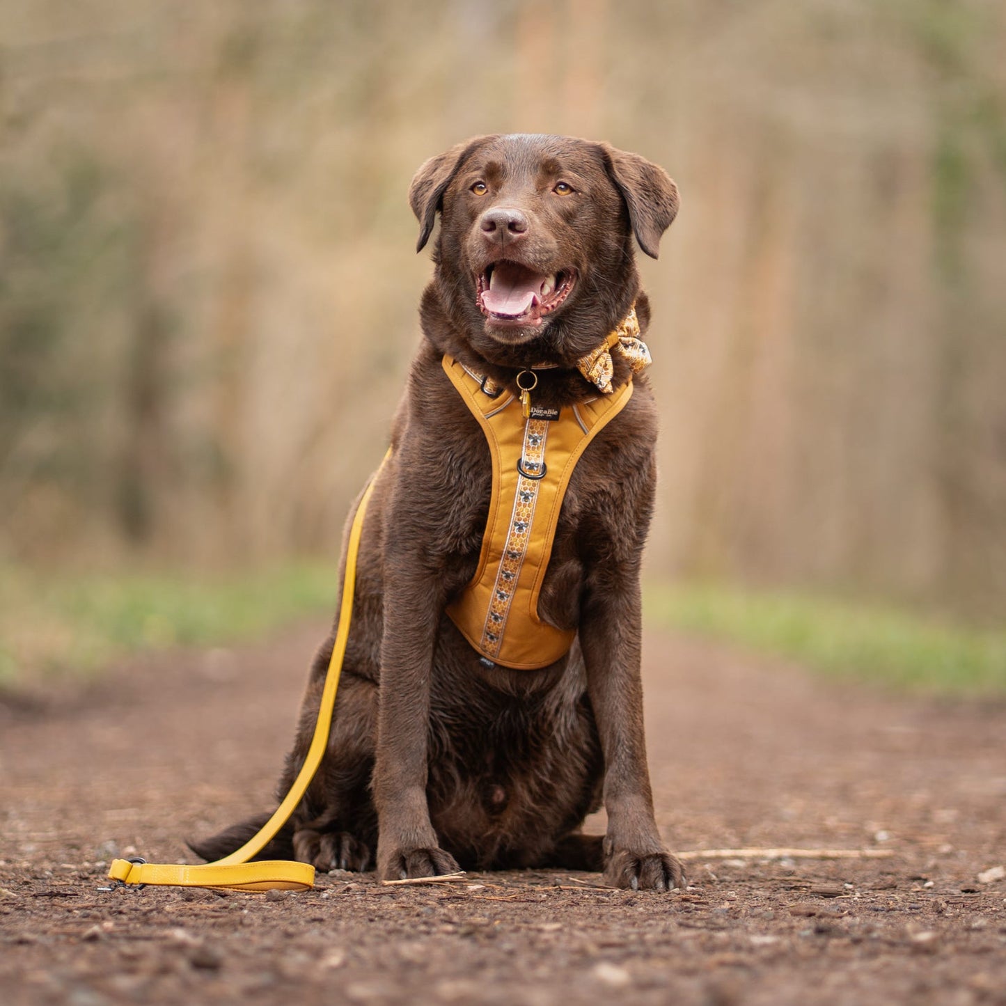 Hike & Go™ Harness - Honeycomb Hive - Large - SECONDS