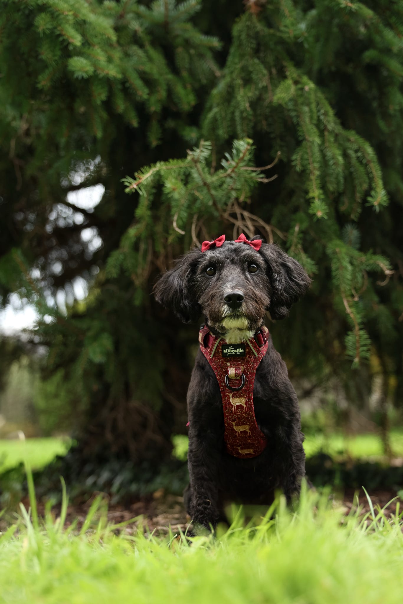 Hike & Go Lite™ Harness - Winter Fawn