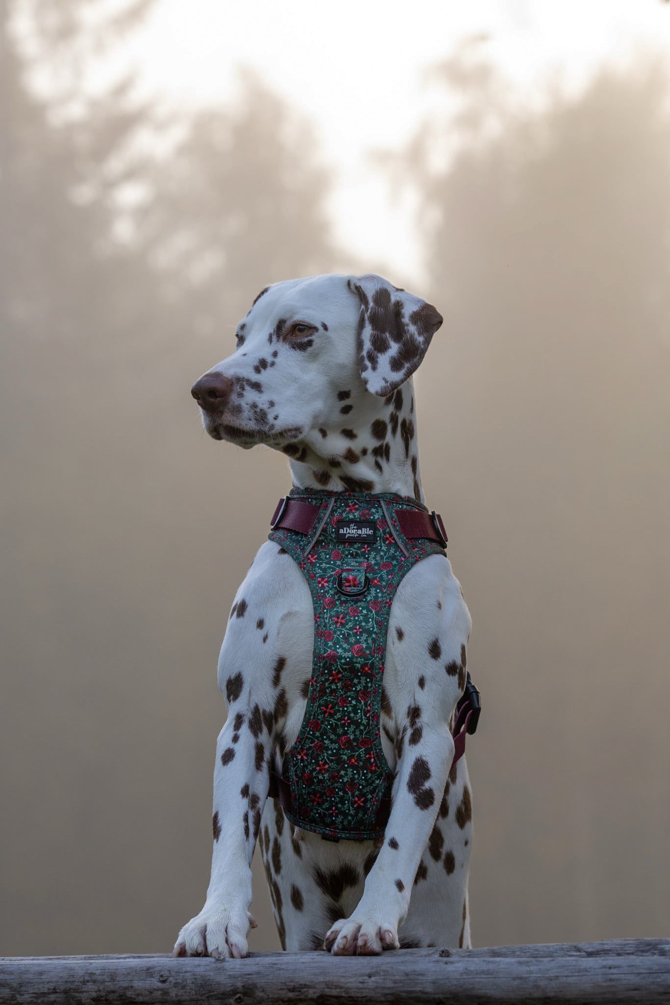 Hike & Go Lite™ Harness - Holly & Ivy