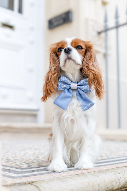 Dog wearing a blue sailor bow tie standing on a stone surface with a blurred background