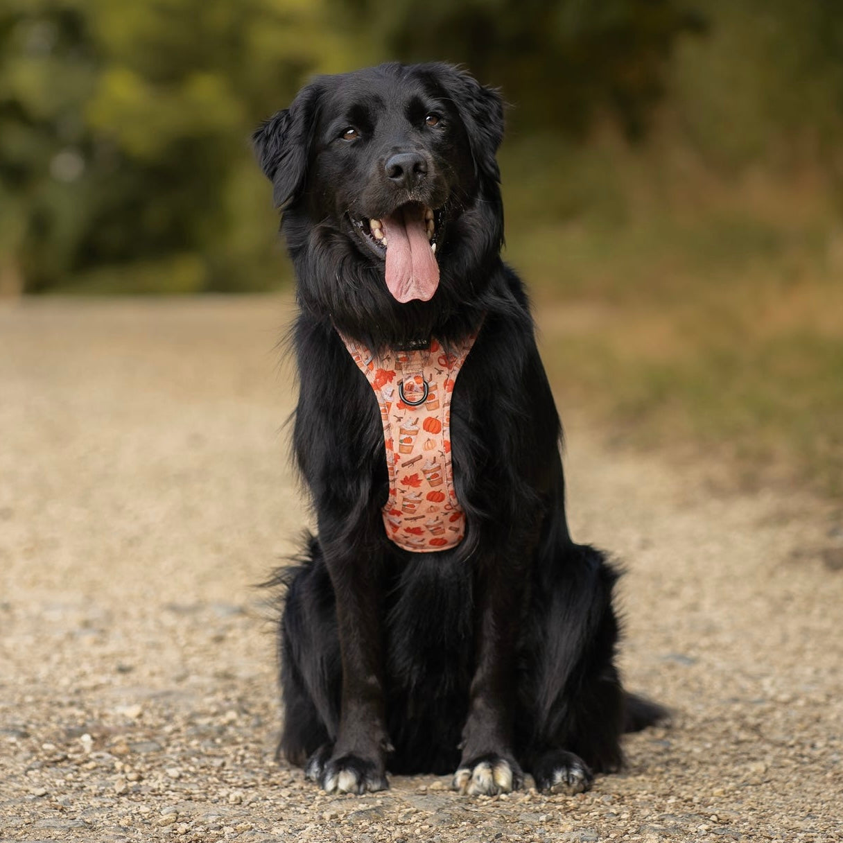 Hike & Go Lite™ Harness - Pumpkin Harvest