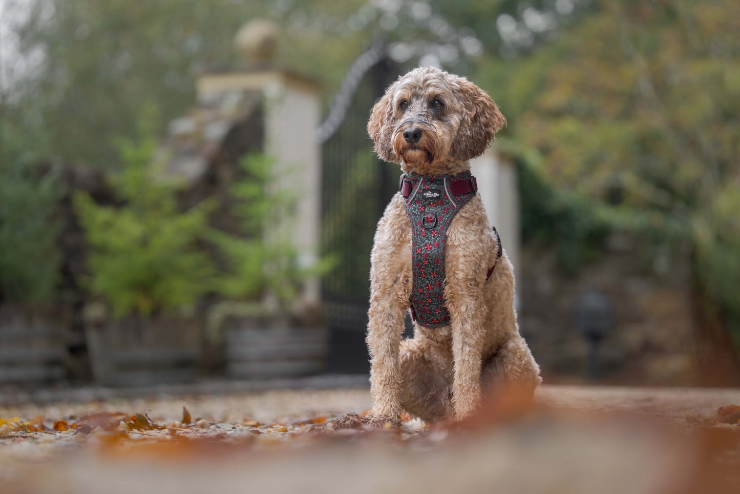 Hike & Go Lite™ Harness - Holly & Ivy