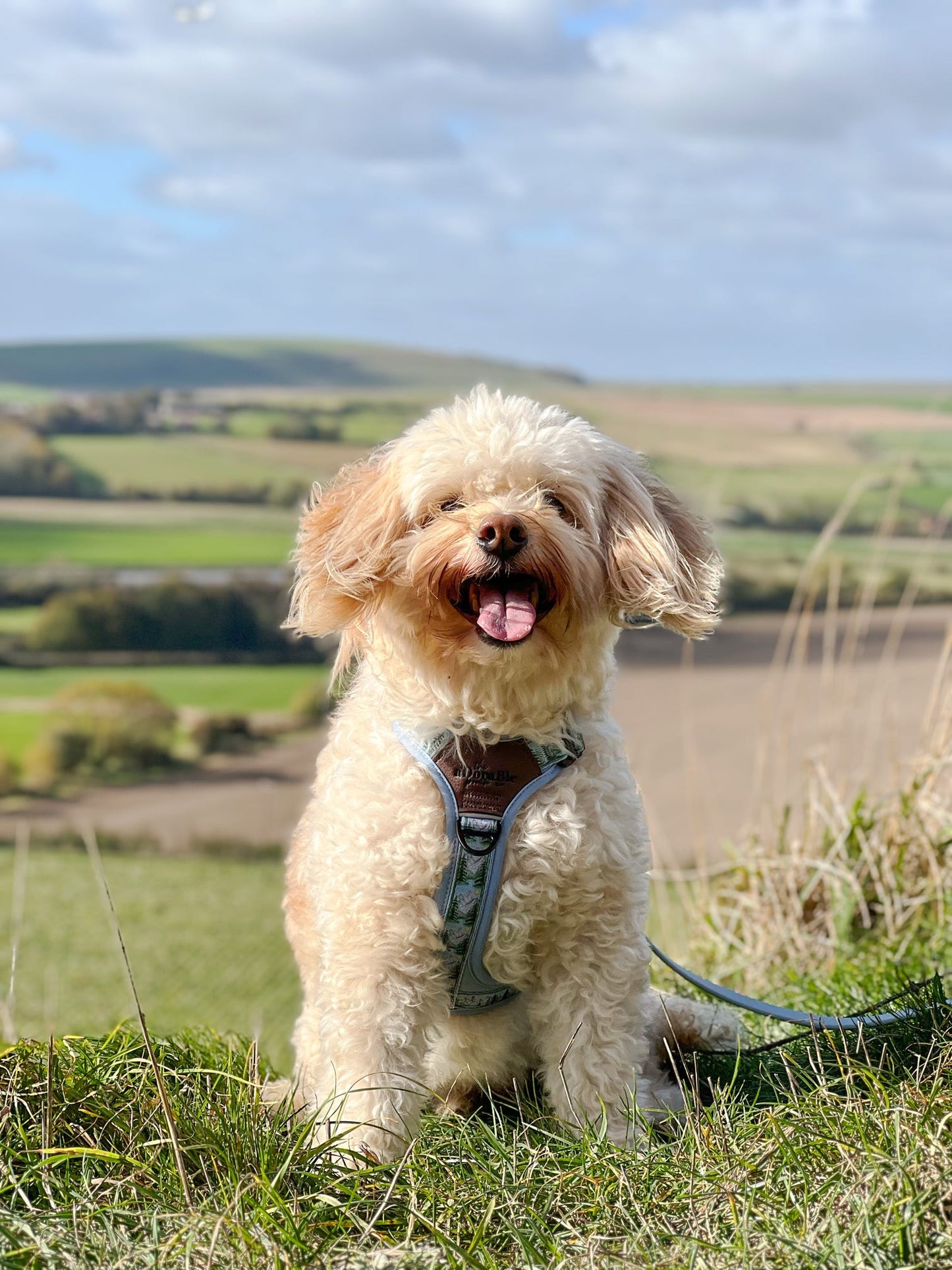 Streamline Pro™ Dog Harness - Daydream Heights