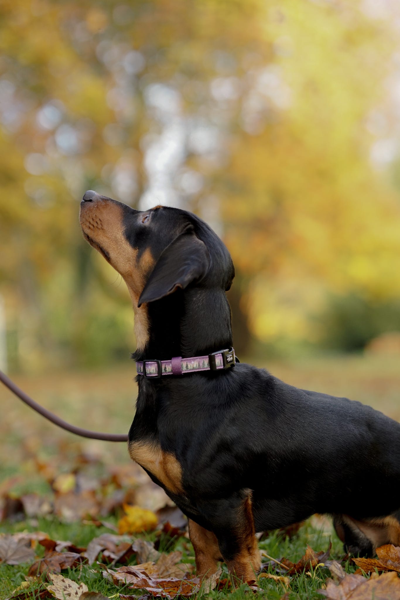 Collar - Moonlit Pines