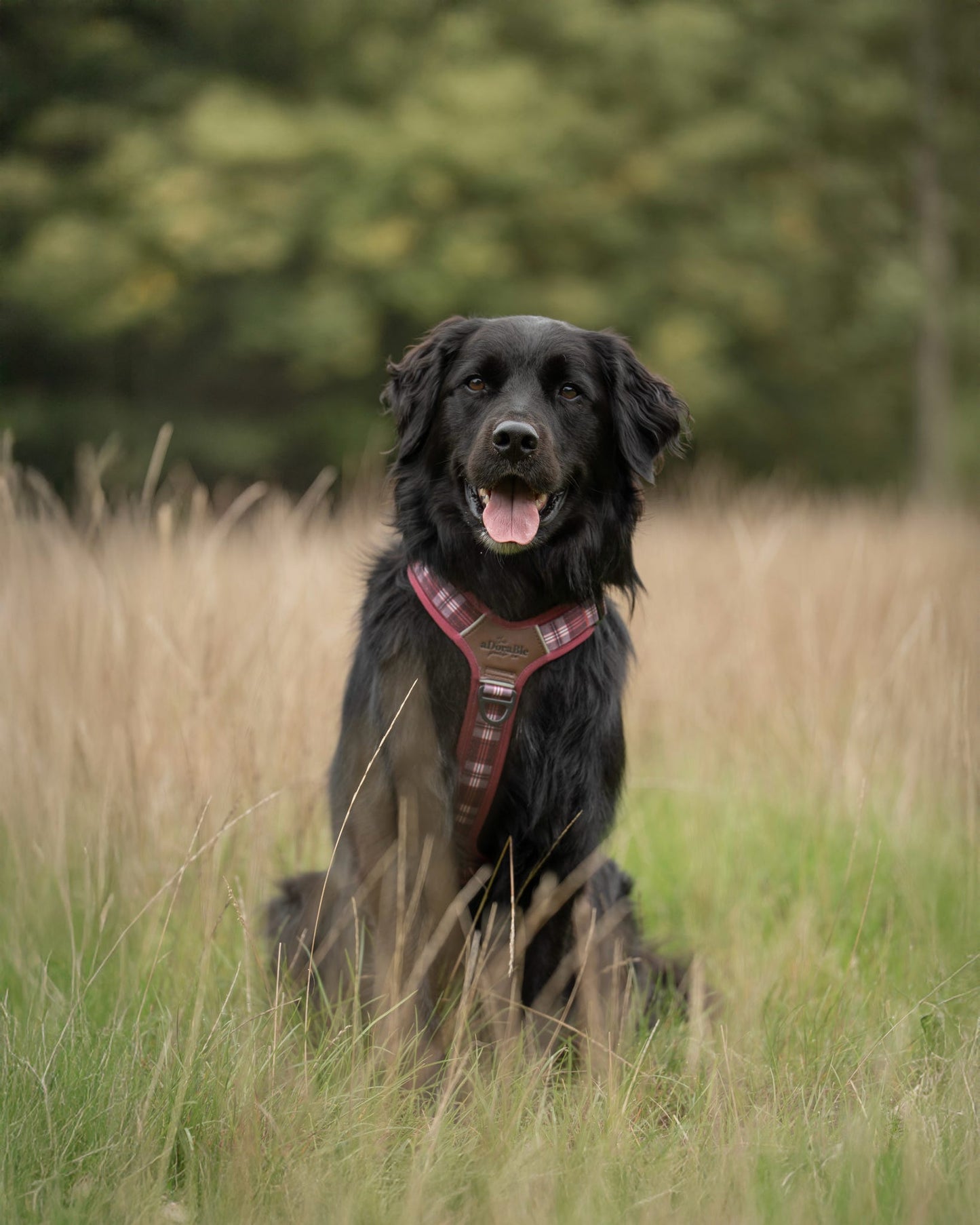 Streamline Pro™ Dog Harness - Heritage Collection - Merlot Manor