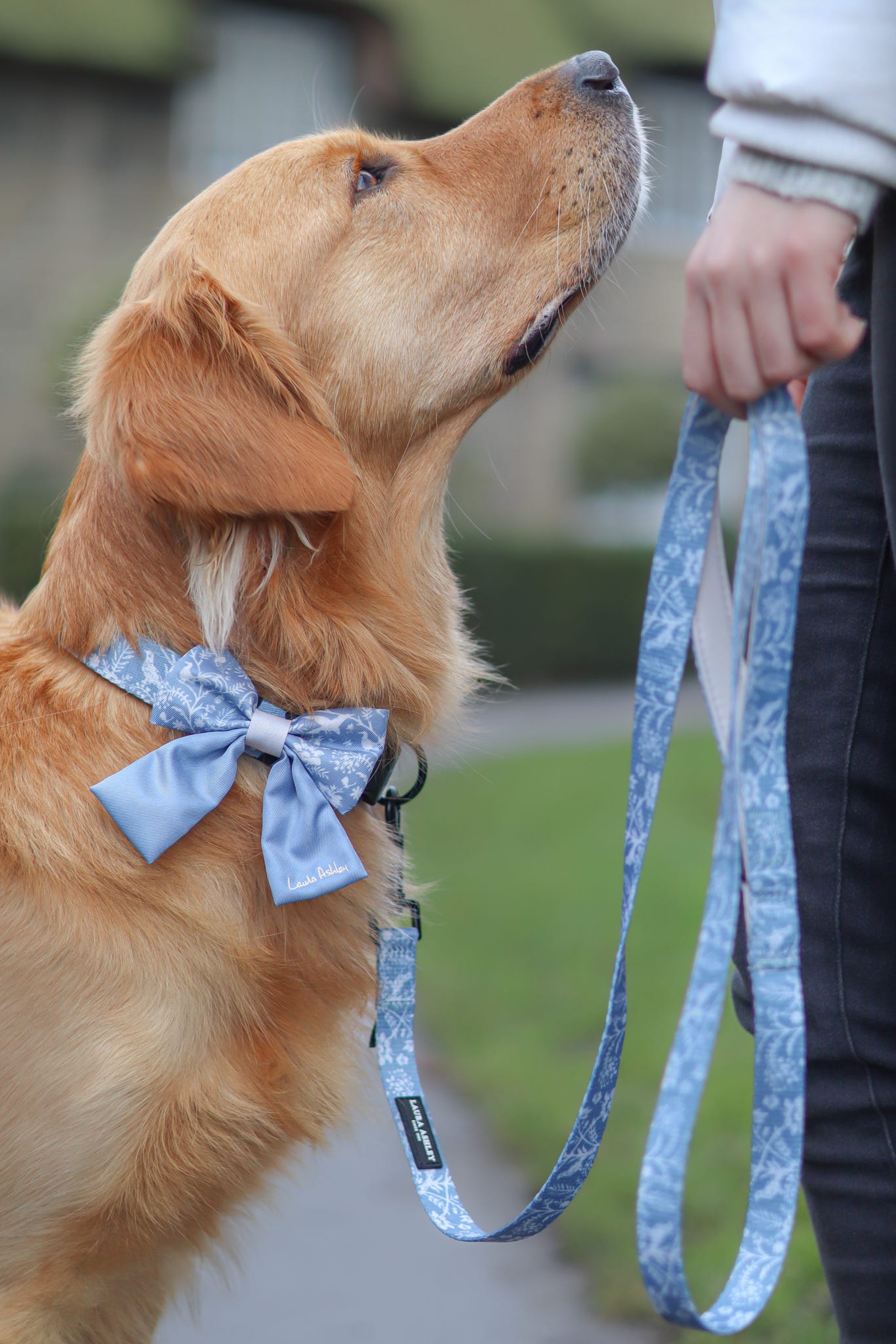 Dog wearing a blue sailor bow tie and lead with a blurred background