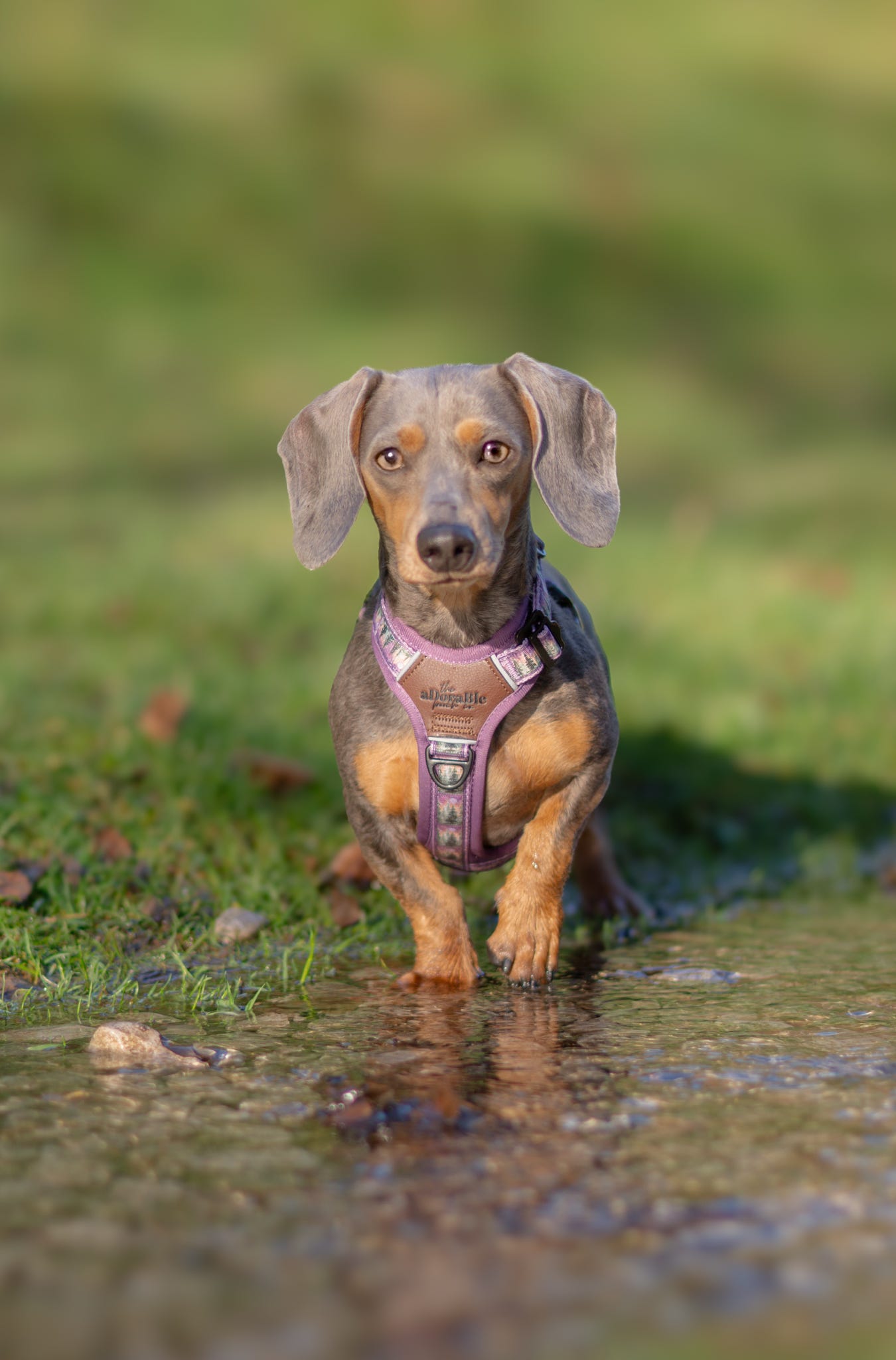 Streamline Pro™ Dog Harness - Moonlit Pines