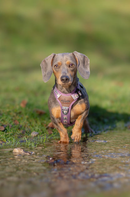 Streamline Pro™ Dog Harness - Moonlit Pines