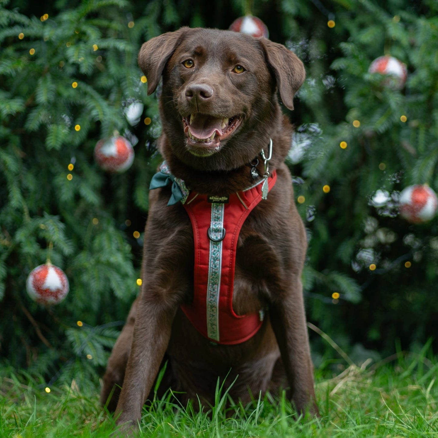 Hike & Go™ Harness - Garlands Of Evergreen