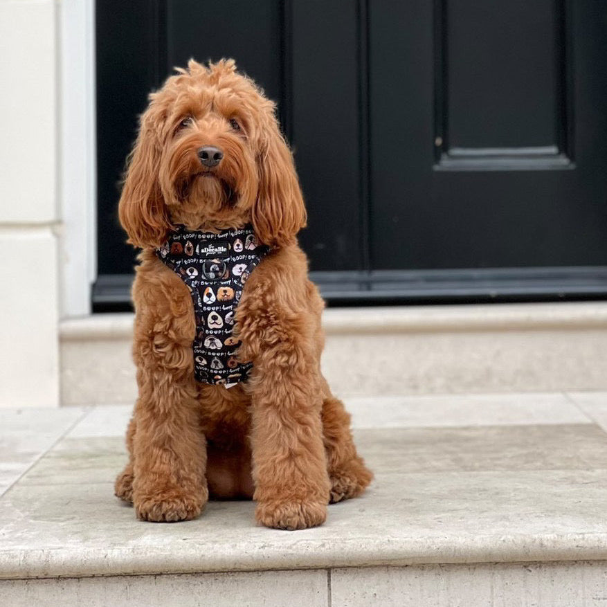 Adjustable Harness - The aDoraBle Pooch Co x Boop My Nose - Boop! - Black