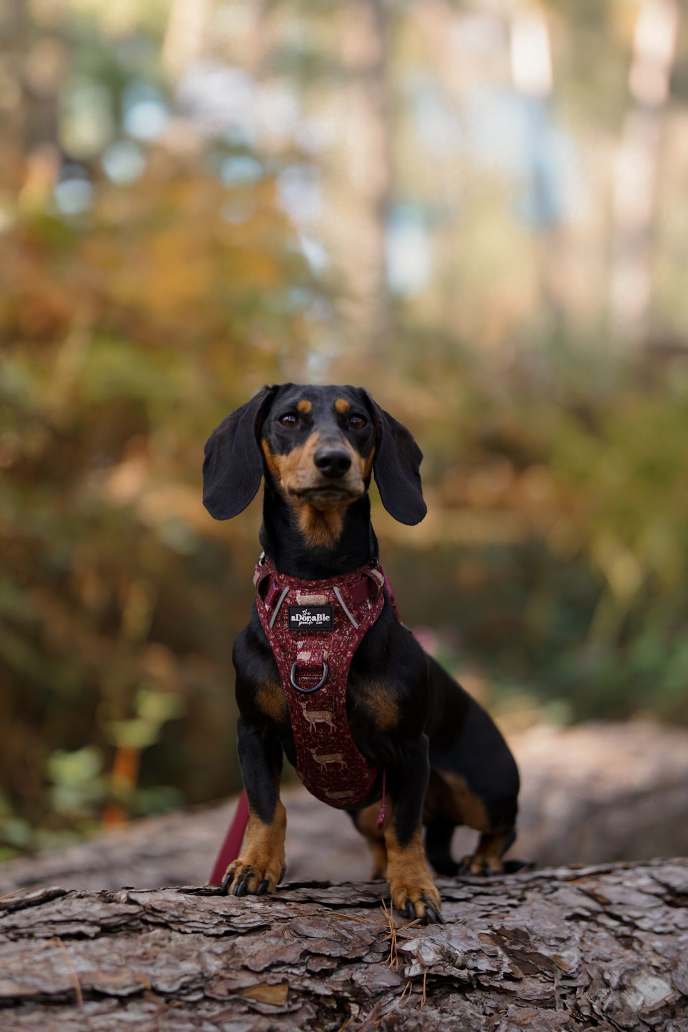 Hike & Go Lite™ Harness - Winter Fawn