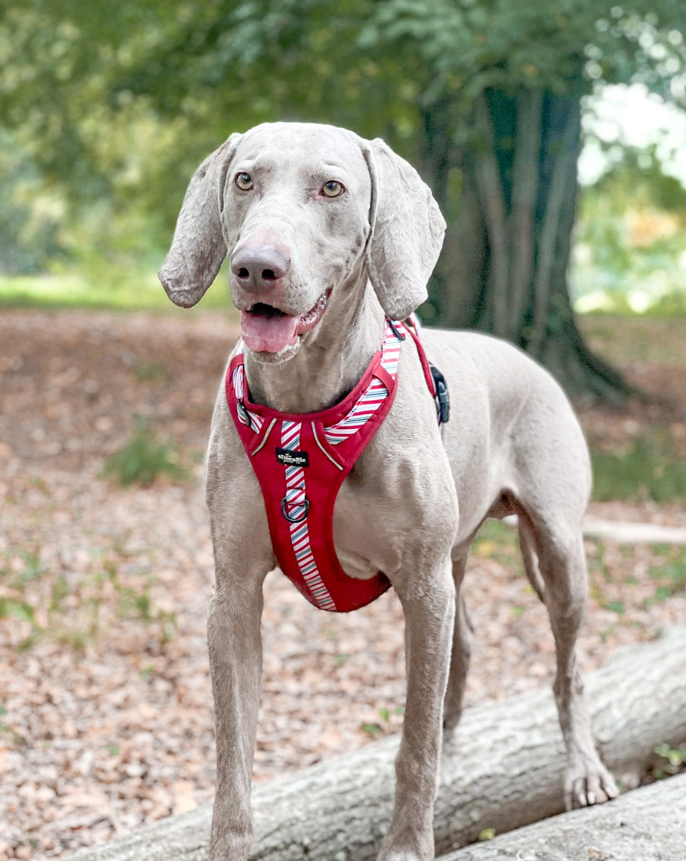 Hike & Go™ Harness - Candy Cane Swirl