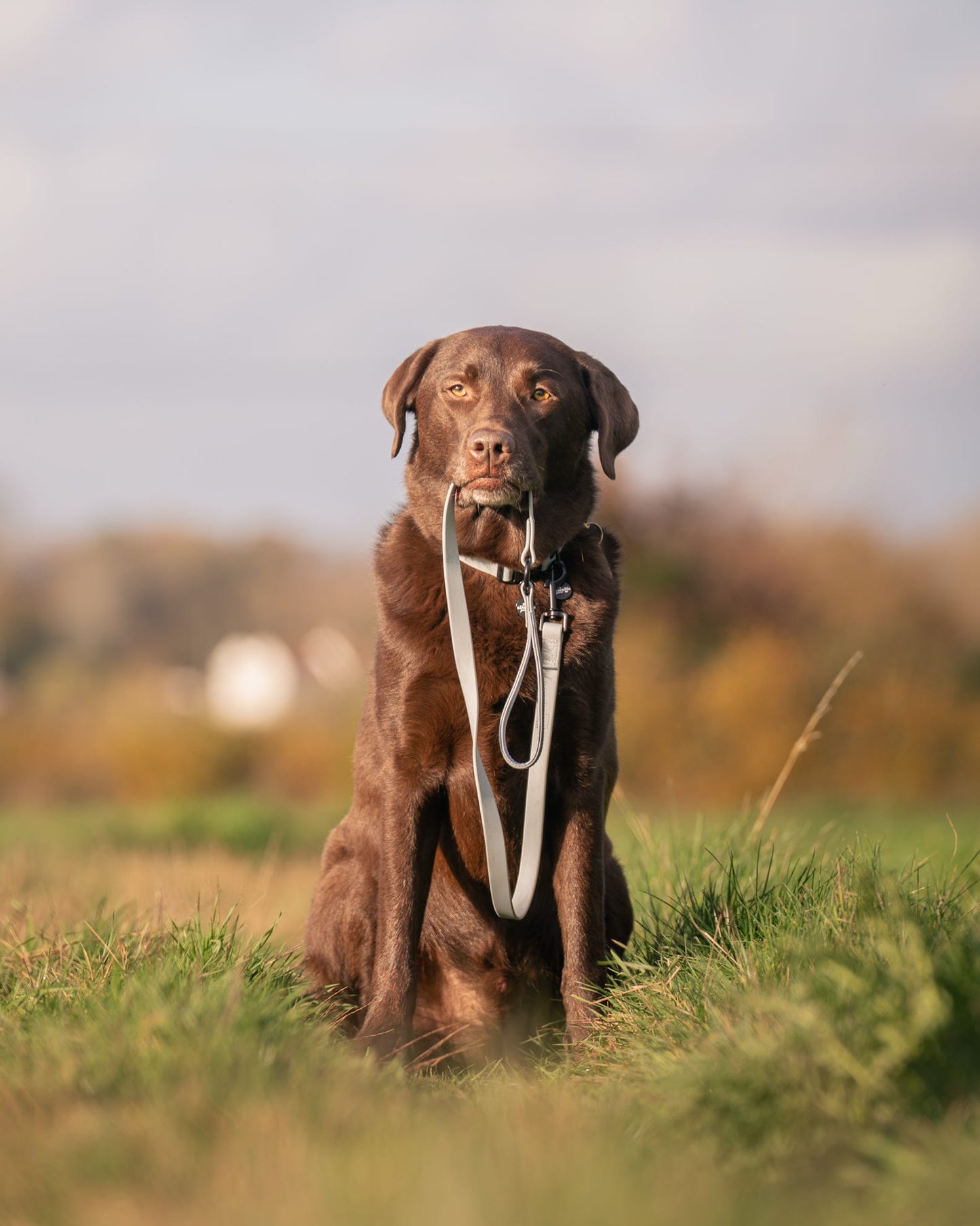 HydroFlex™ Waterproof Dog Lead - Sky Blue