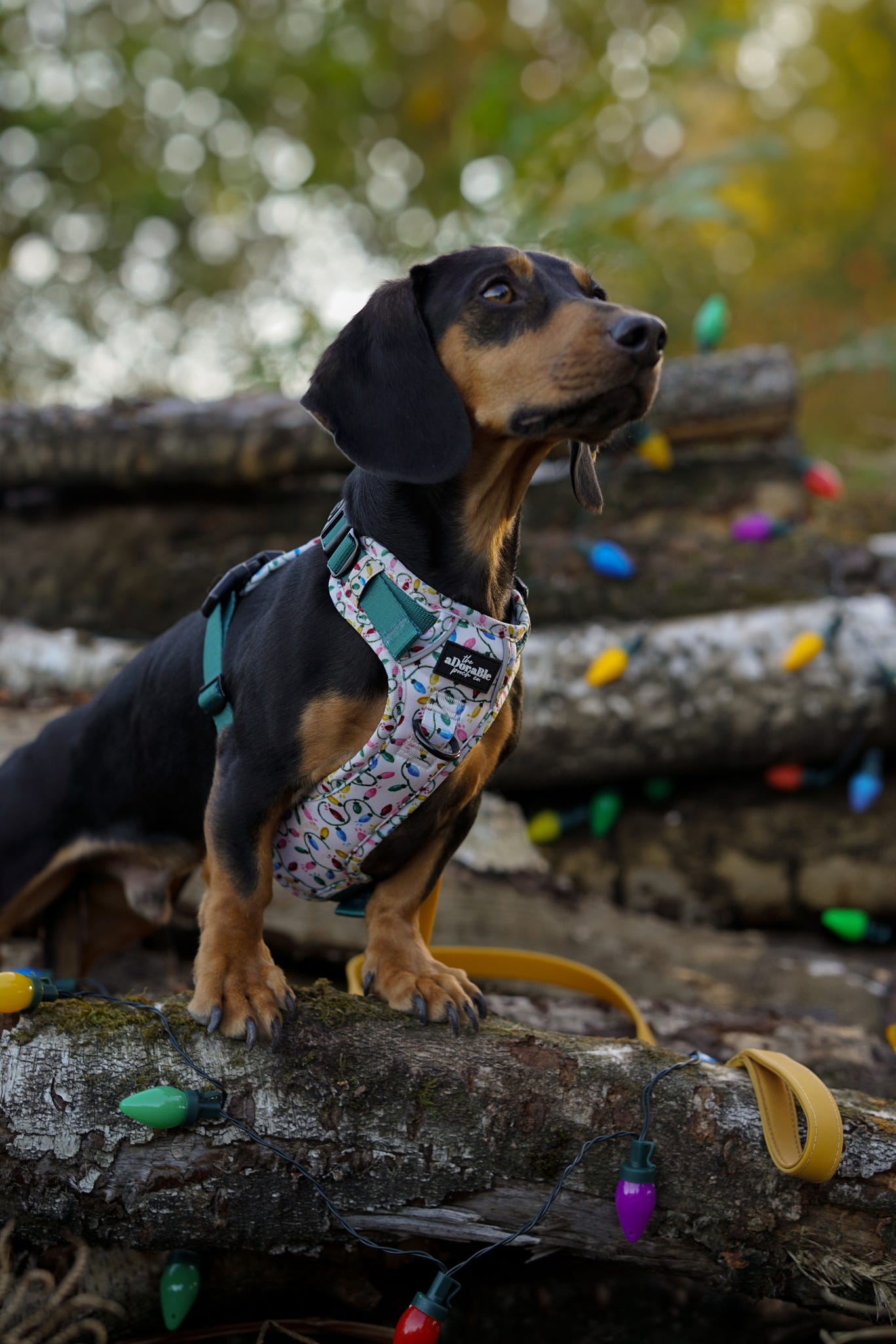 Hike & Go Lite™ Harness - Festive Lights