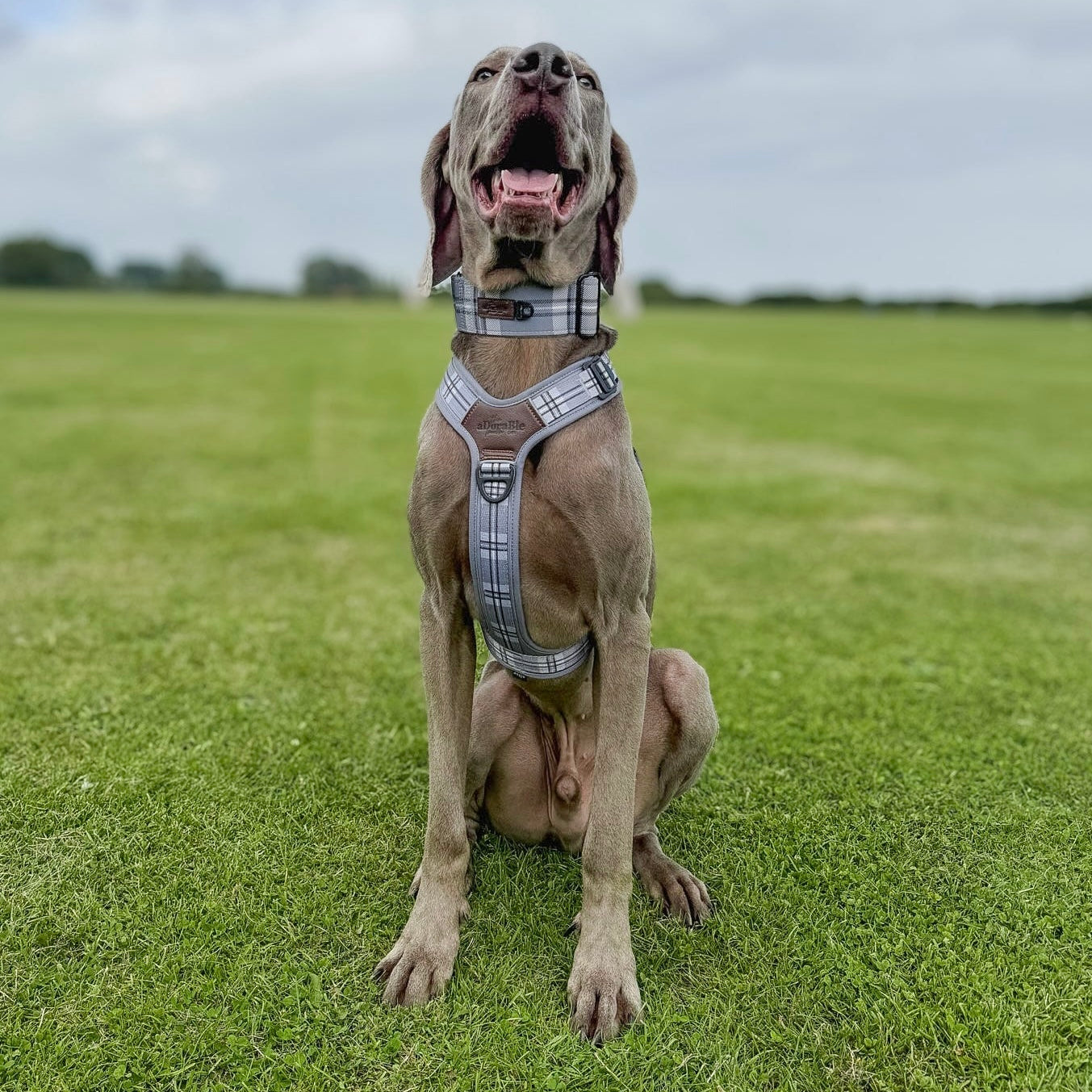 Streamline Pro™ Dog Harness - Heritage Collection - Gunsmoke Grey