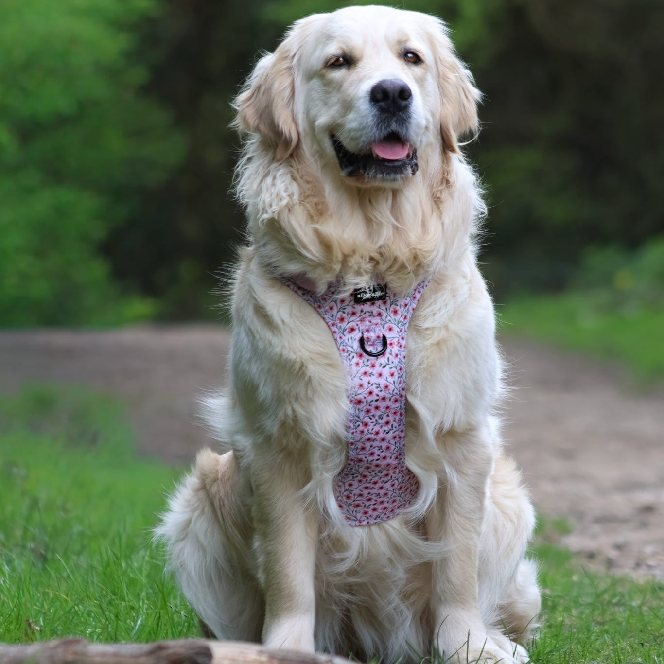 Dog sitting outdoors wearing a pink harness with a pattern, surrounded by greenery.