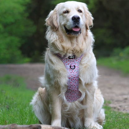 Dog sitting outdoors wearing a pink harness with a pattern, surrounded by greenery.