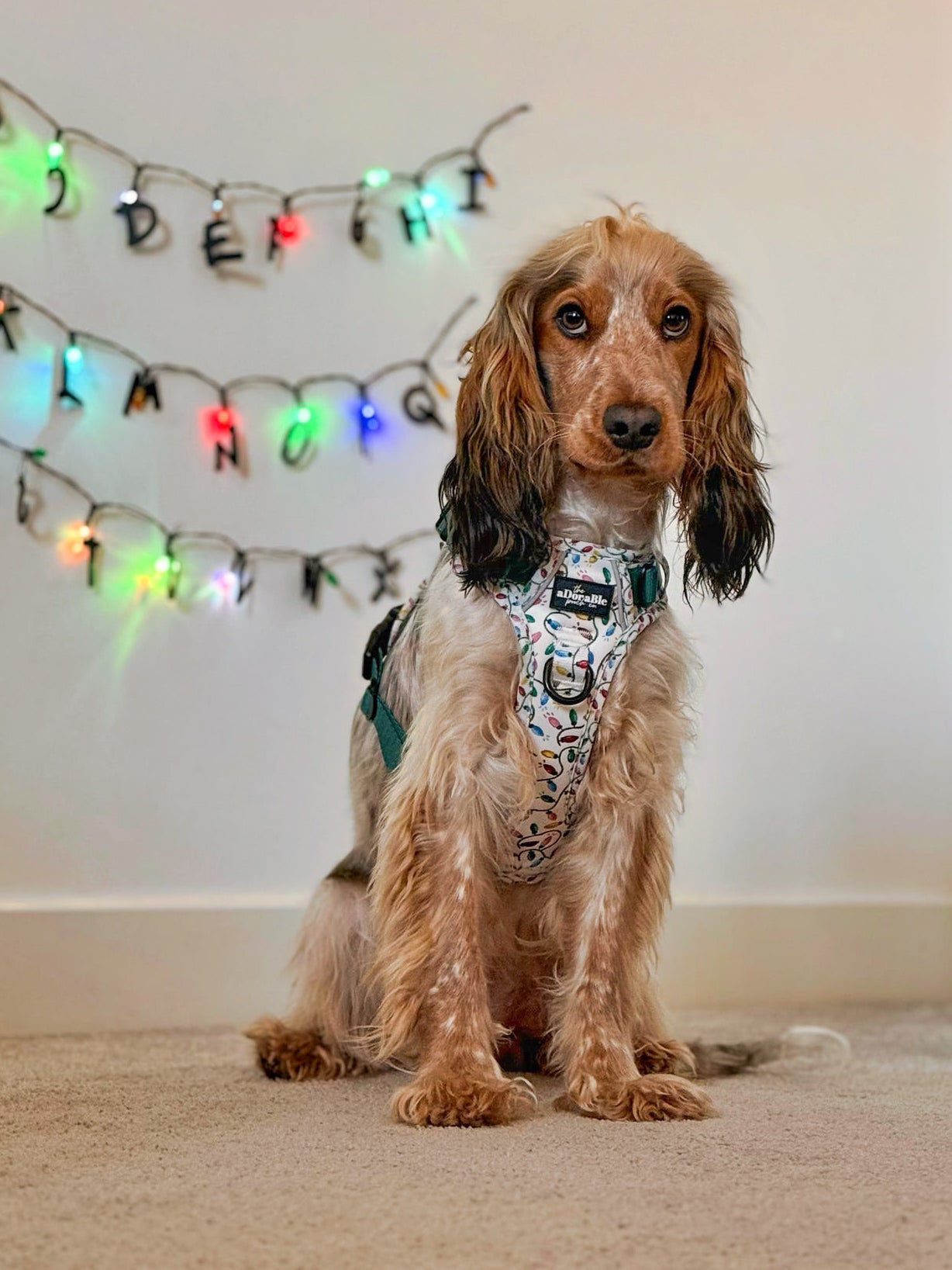Hike & Go Lite™ Harness - Festive Lights