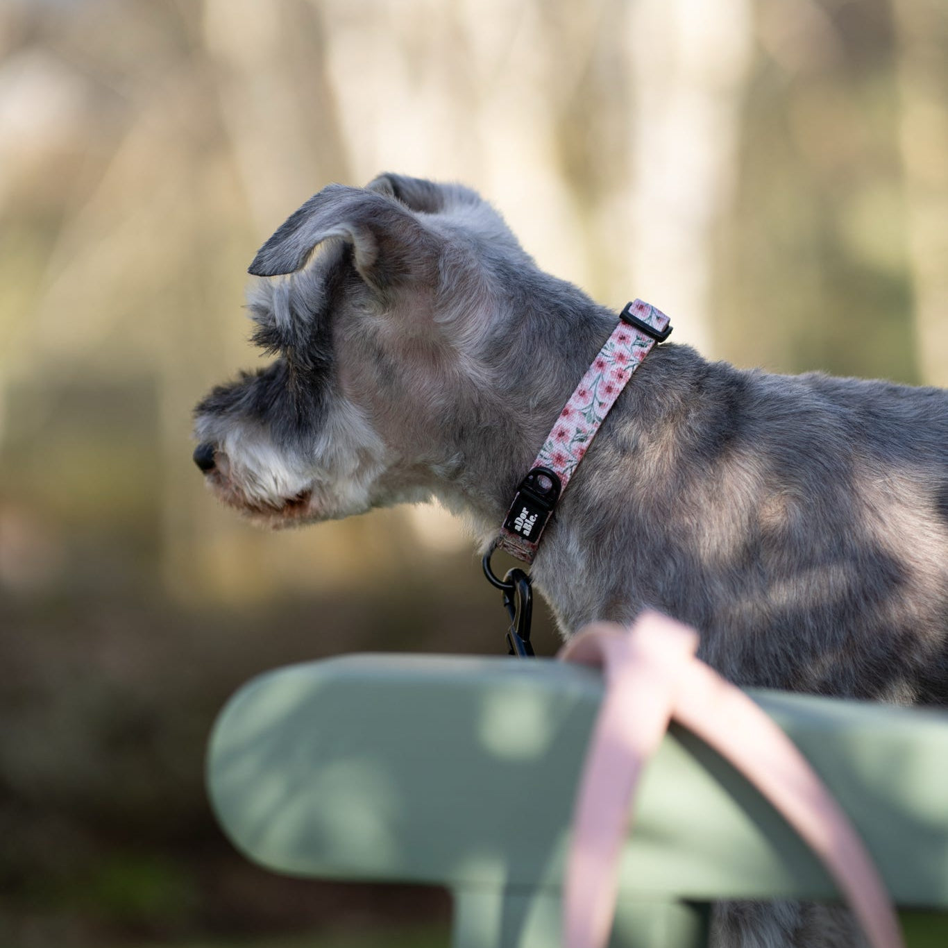 Dog Collar - Blushing Blossoms