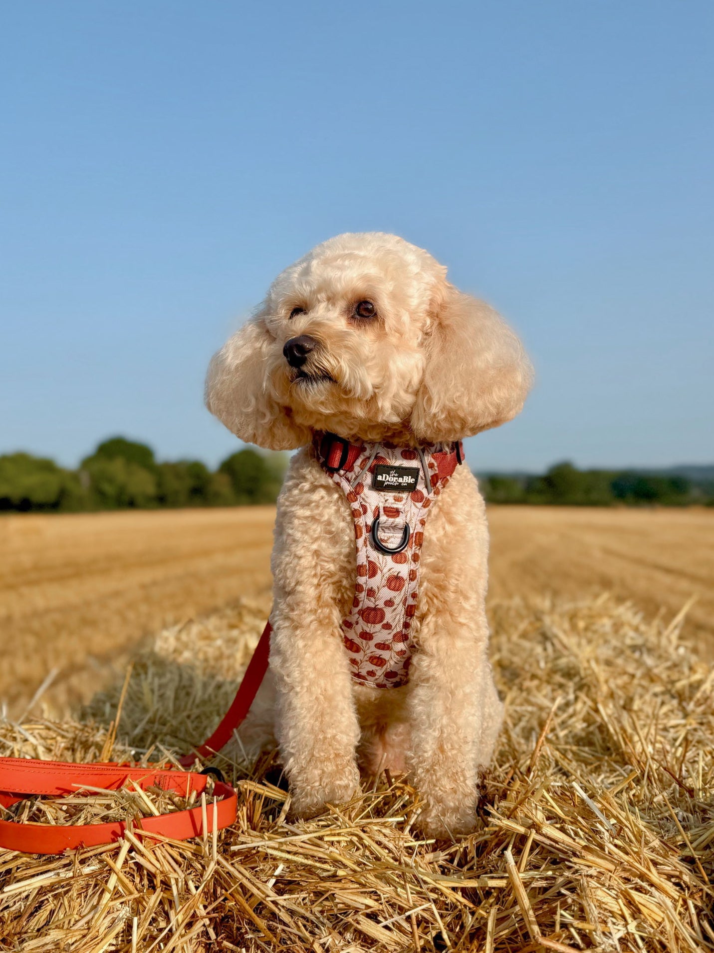Hike & Go™ Harness - Pumpkin Farm