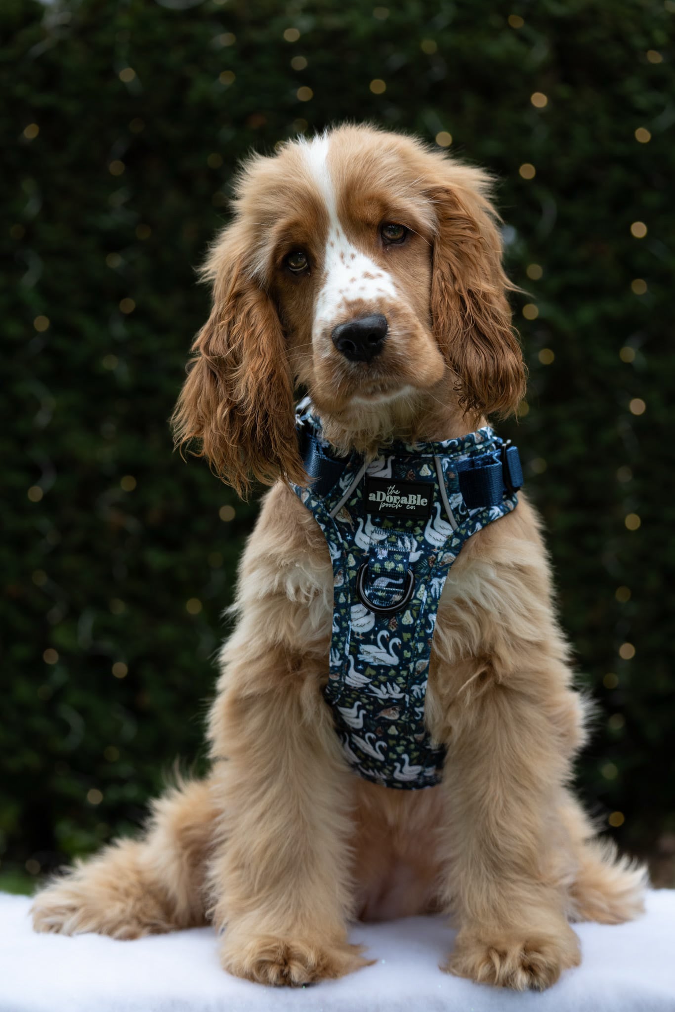 Hike & Go Lite™ Harness - Twelve Days