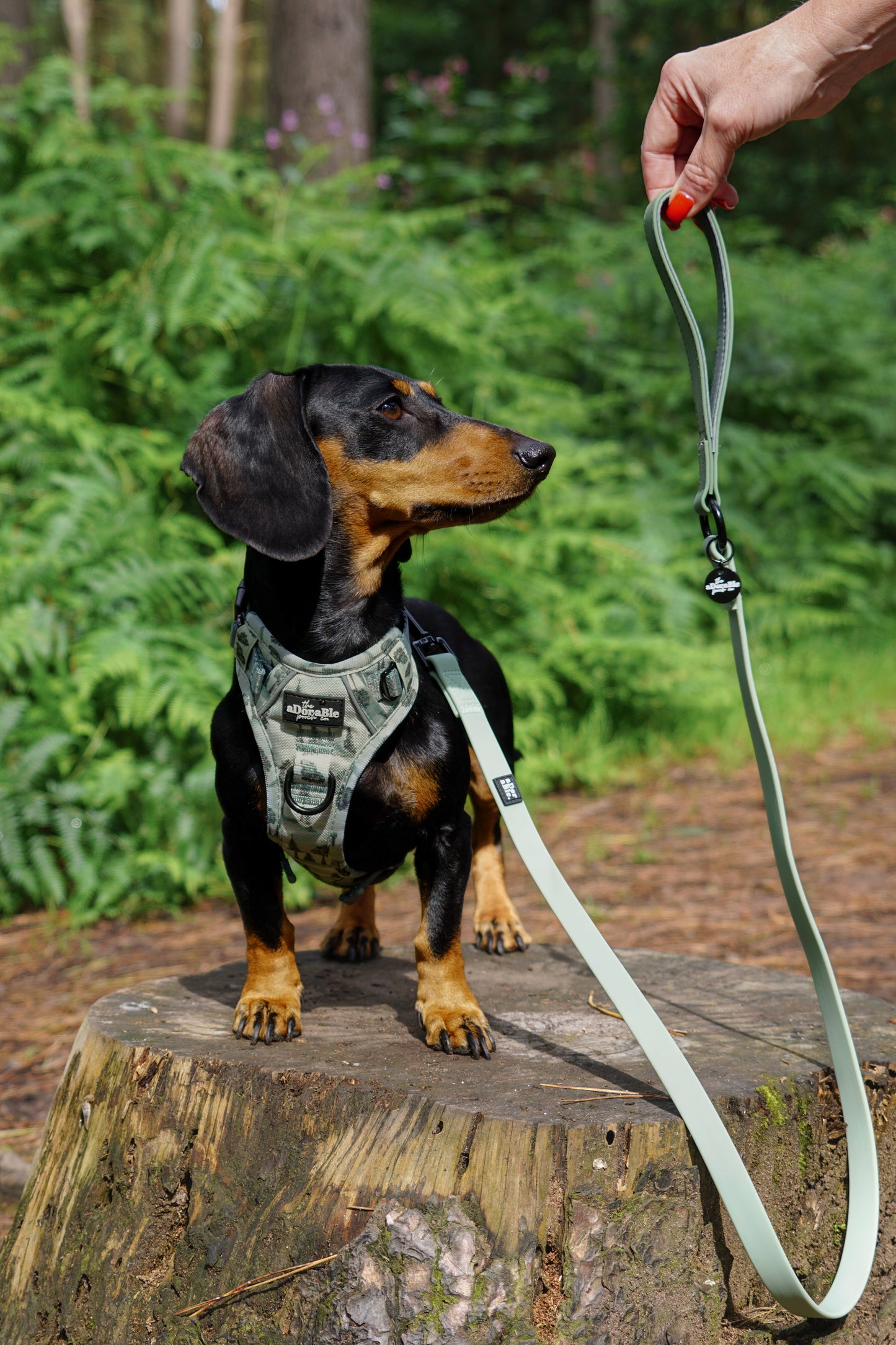 HydroFlex™ Two-tone Waterproof Dog Lead - Sage Green