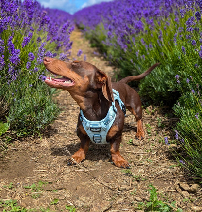 Hike & Go™ Harness - Hint Of Mint