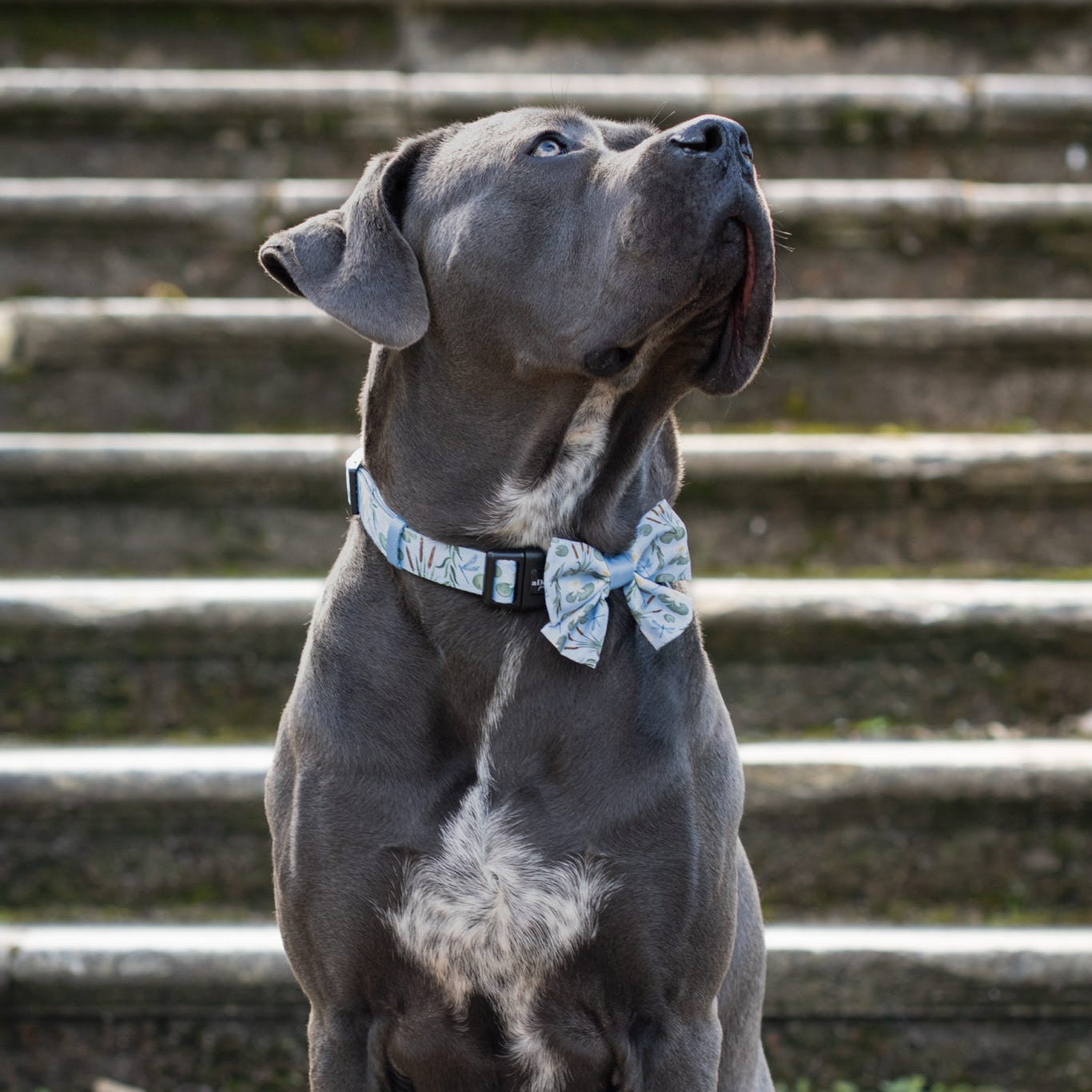 Dog Sailor Bow Tie - Willow Waters