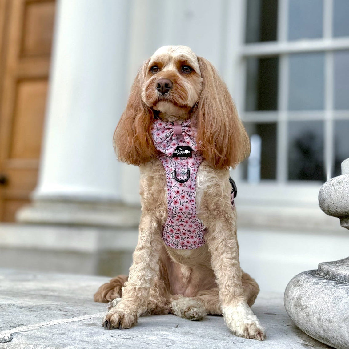 Dog wearing a bow tie sitting on steps in front of a classical building
