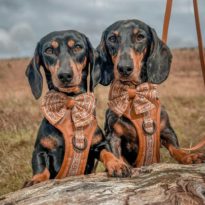 Hike & Go™ Harness - Gingerbread Frosting