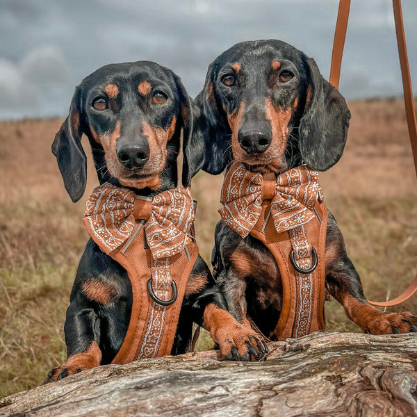 Hike & Go™ Harness - Gingerbread Frosting