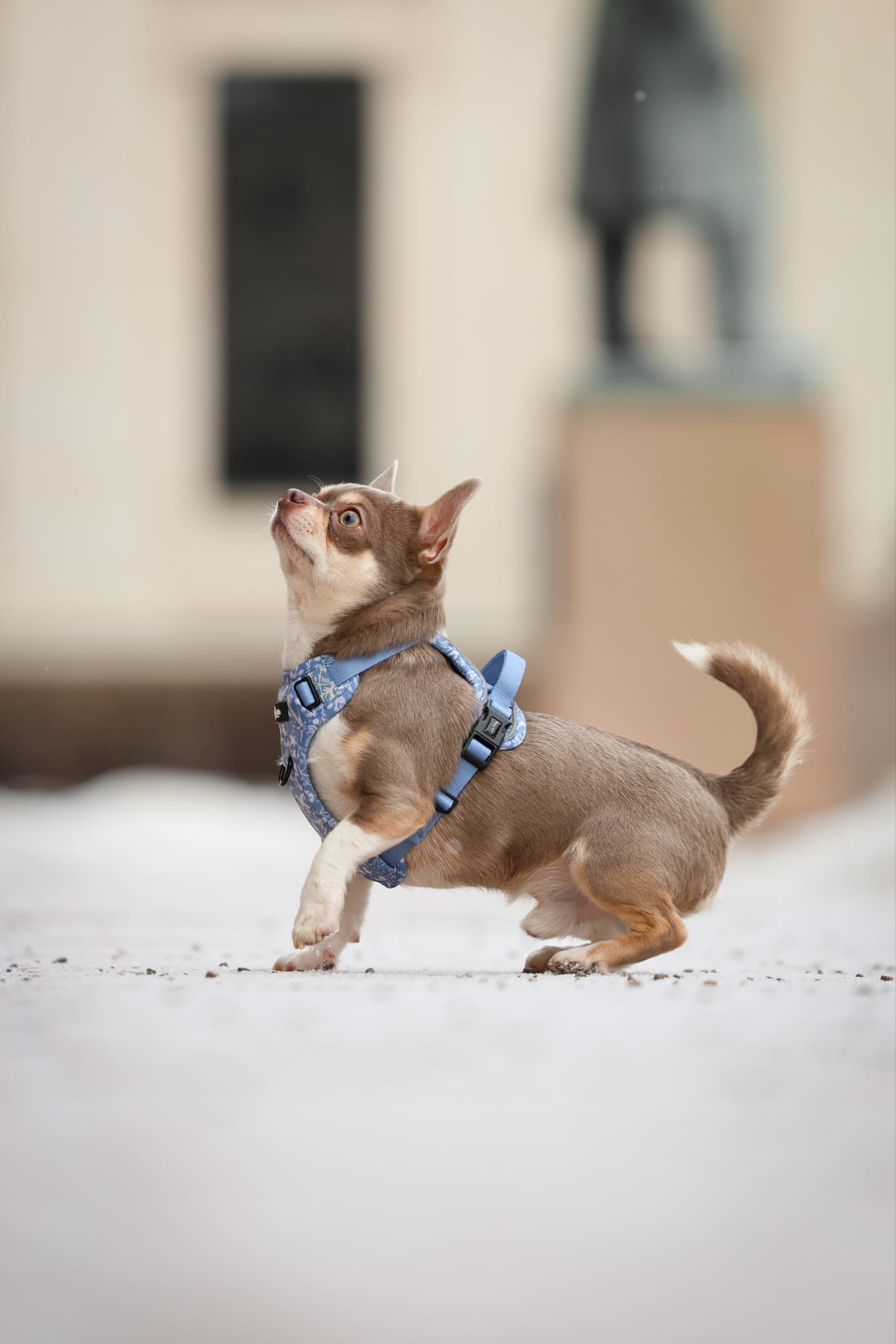 Laura Ashley Dog Harness - Shepherd's Purse
