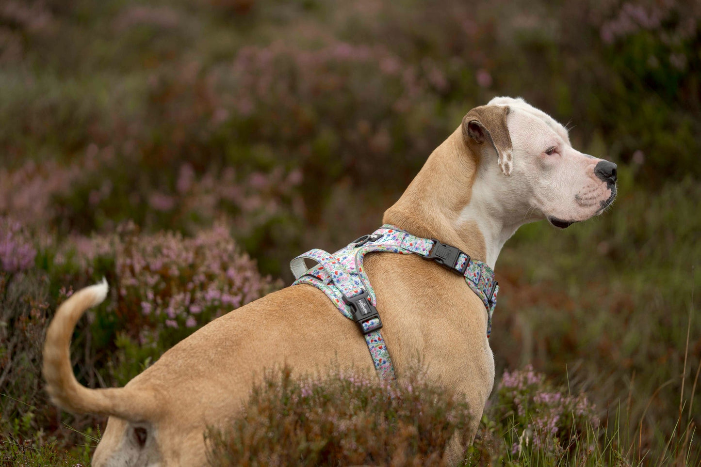 Hike & Go Lite™ Harness - Wildflower Meadow