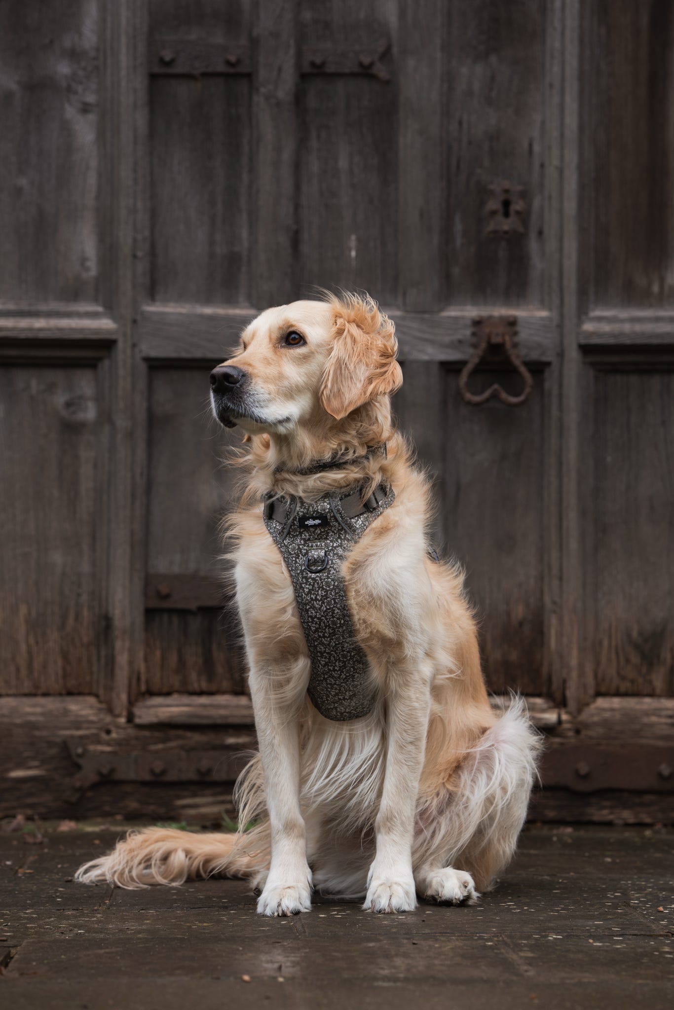 Laura Ashley Dog Harness - Sweet Alyssum