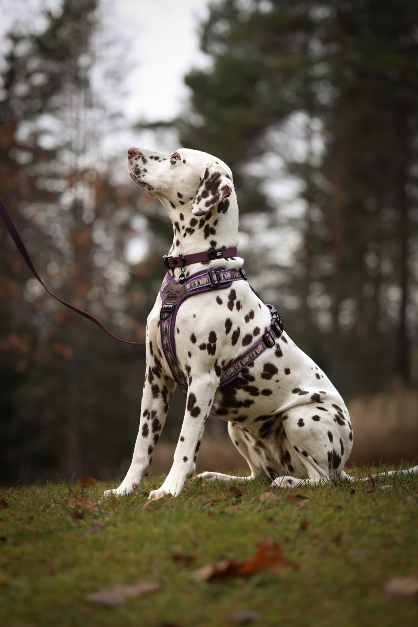 HydroFlex Lite™ Dog Collar - Purple Dusk