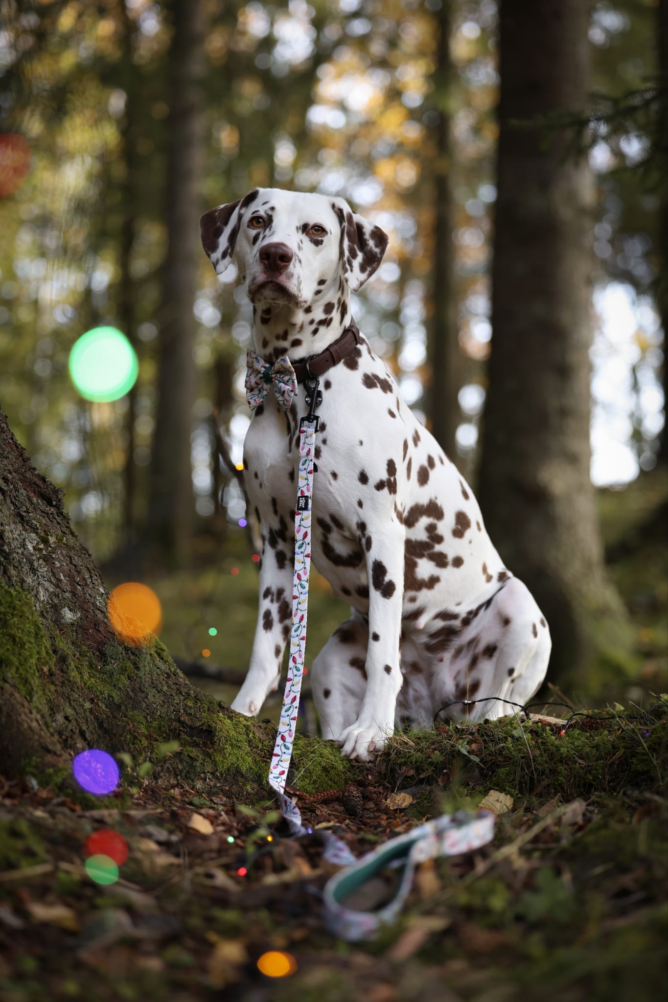 Lead - Festive Lights