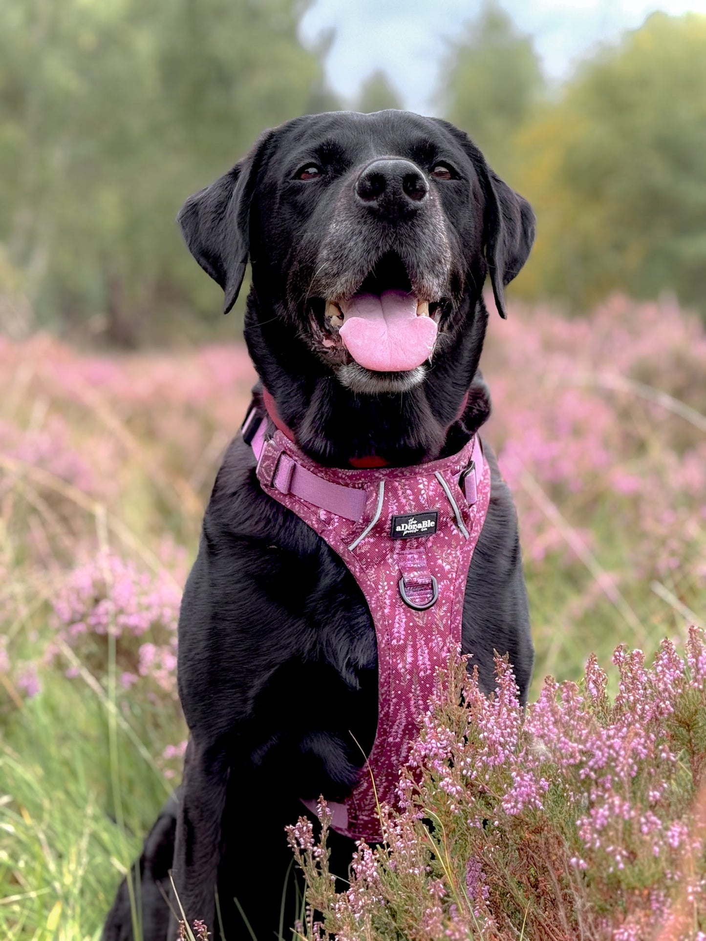 Hike & Go™ Harness - Highland Heather