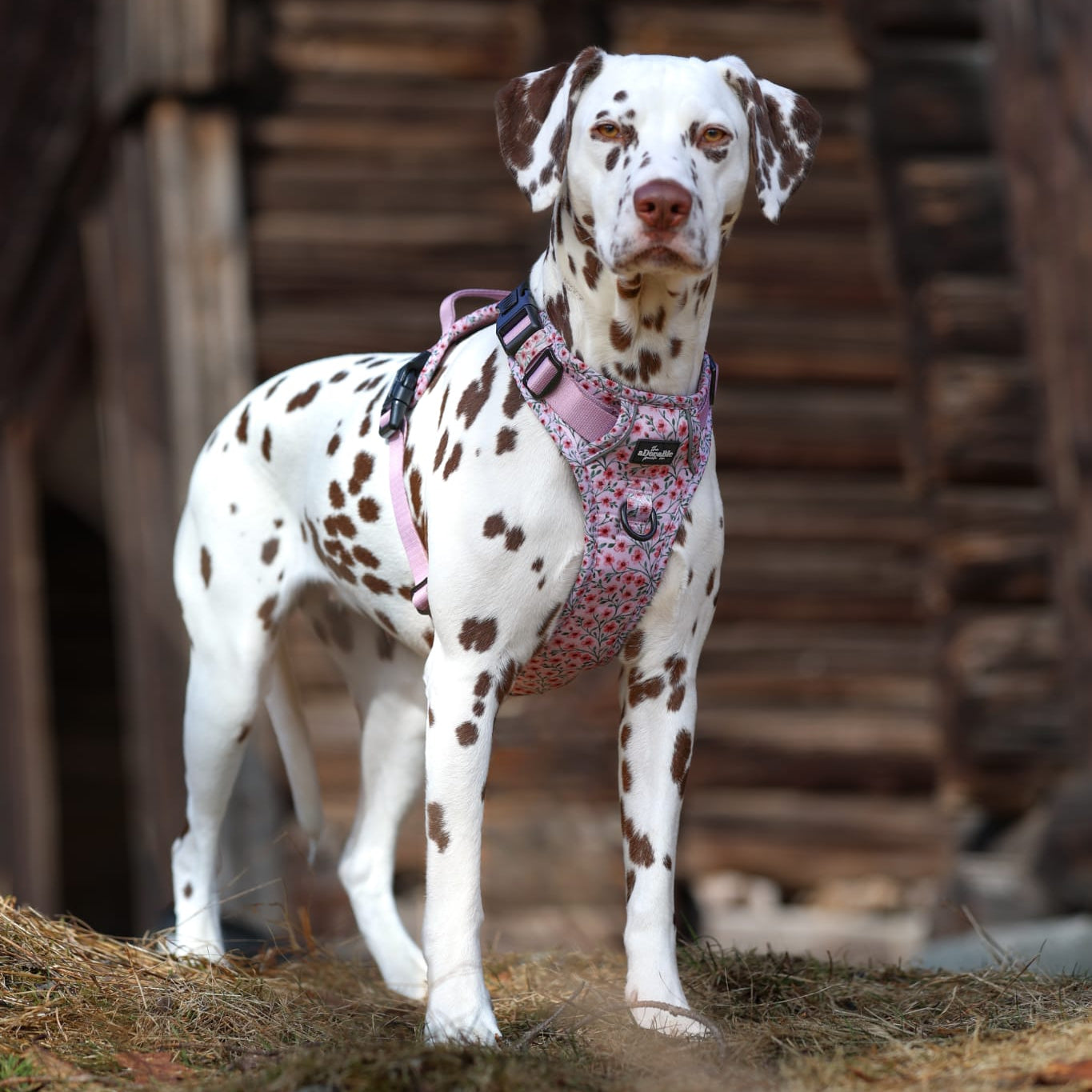 Dalmatian dog wearing a pink harness standing in front of a wooden building.