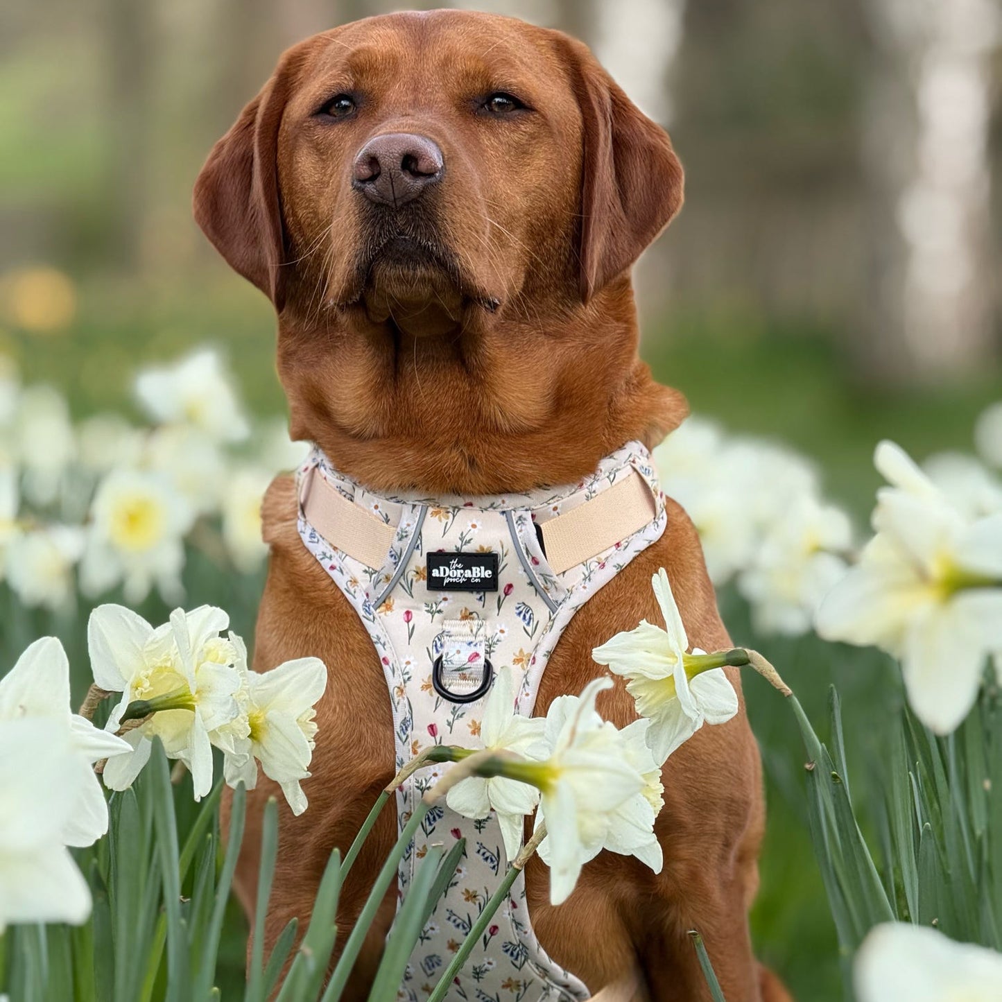 Hike & Go Lite™ Harness - Spring Garden